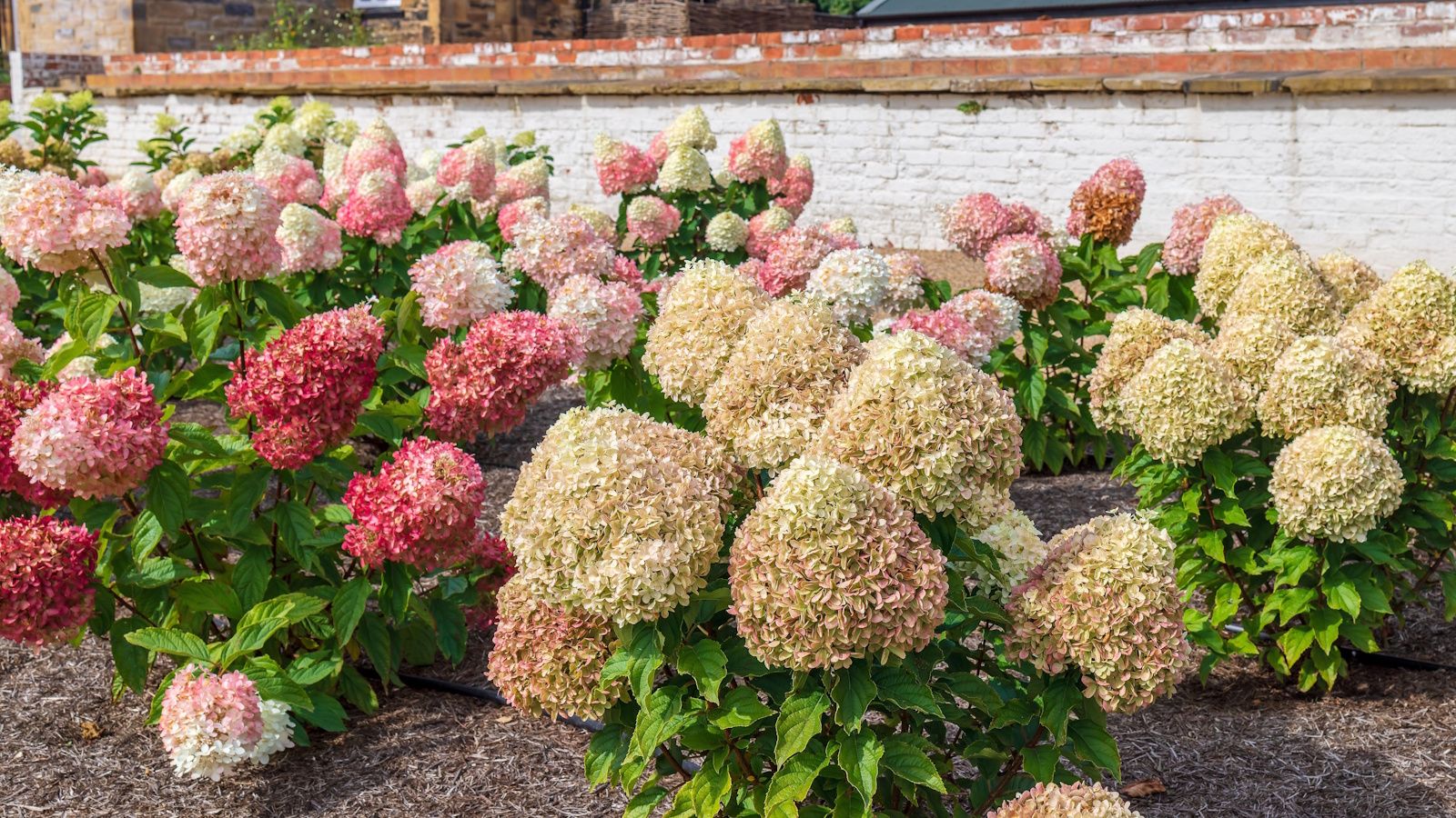Best hydrangeas for small spaces: 5 compact floral shrubs