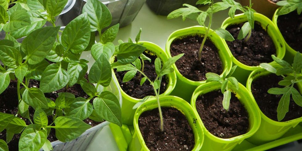 HURRY! Now Is the Time to Plant These Vegetables, Fruits, and Herbs Indoors Before It’s Too Late