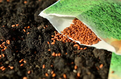 Sowing Seeds: How to Sow Vegetable Seeds Outdoors