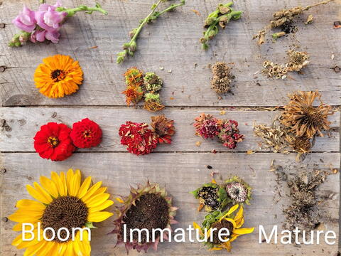 How to Save Flower Seeds for Next Year: A Beginner’s Guide to Seed Saving