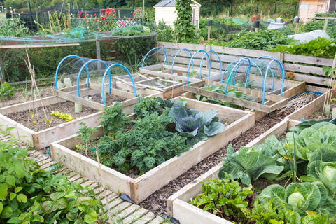 Crop Rotation 101: Tips for Vegetable Gardens