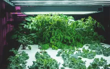 Hydroponics May Be the Future of Urban Farming