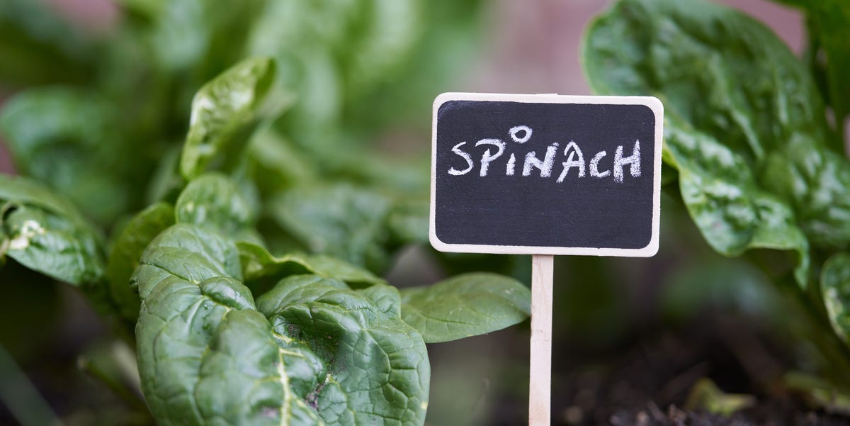 How To Stop Garden Vegetables Wilting During A Heatwave