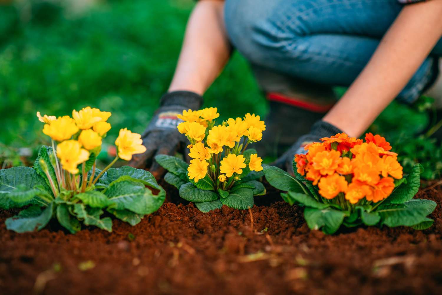 How to Start a Flower Garden
