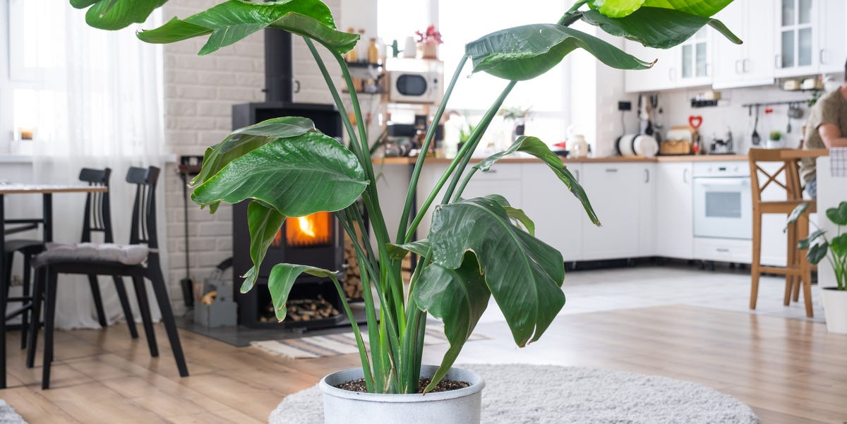 How to Grow And Care for a Bird of Paradise Plant