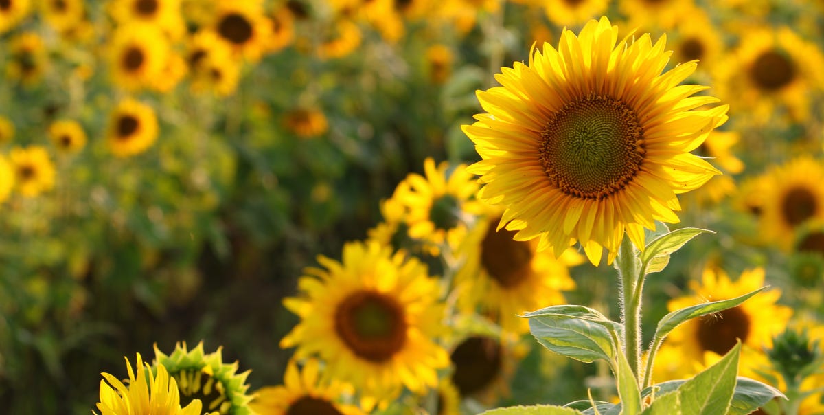 40 Best Summer Flowers to Plant in Your Garden and Yard