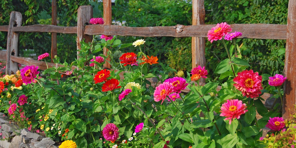 40 Best Summer Flowers for a Beautiful Garden