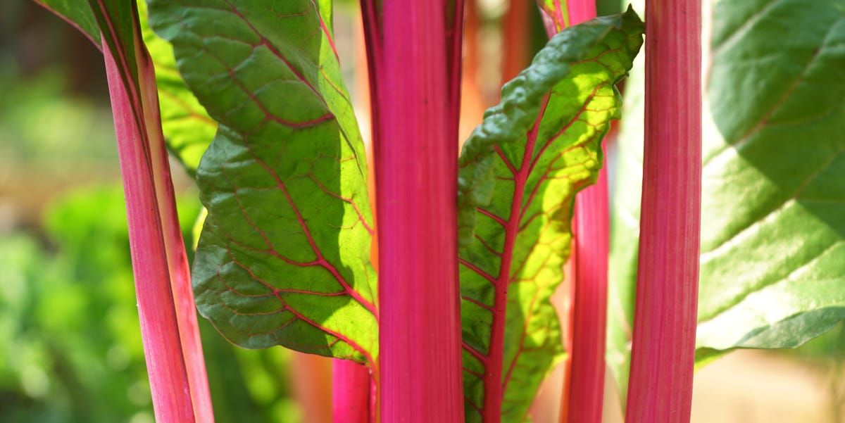 Plant These 5 Vegetables Now For An Autumn Harvest Before It’s Too Late