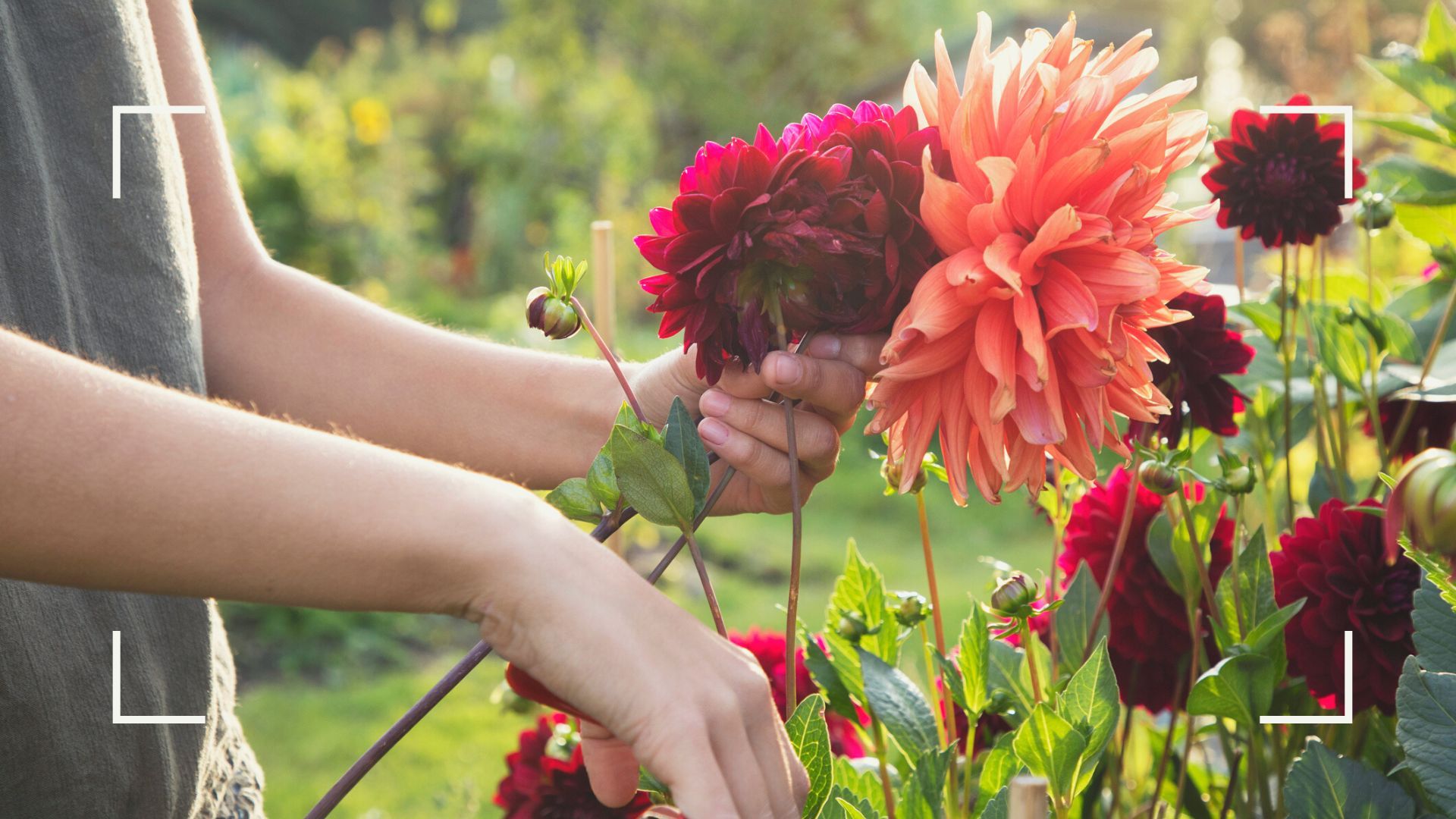 Easy gardening tips for beginners: 18 expert tips and tricks
