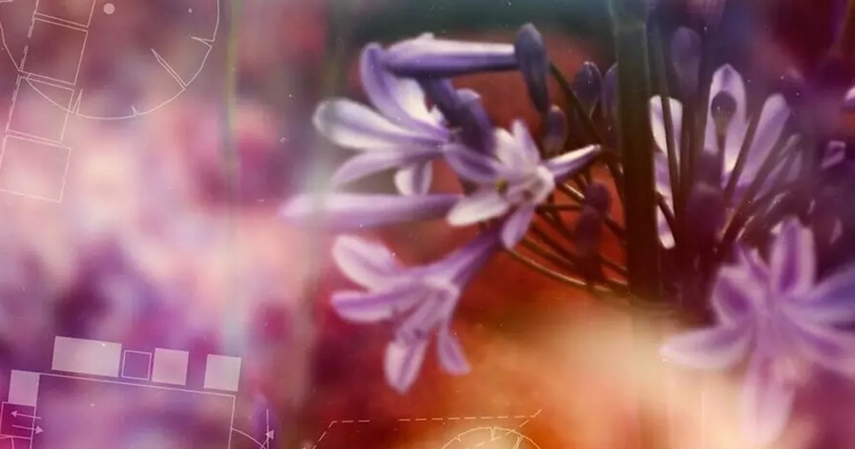 Top gardening shows on TV