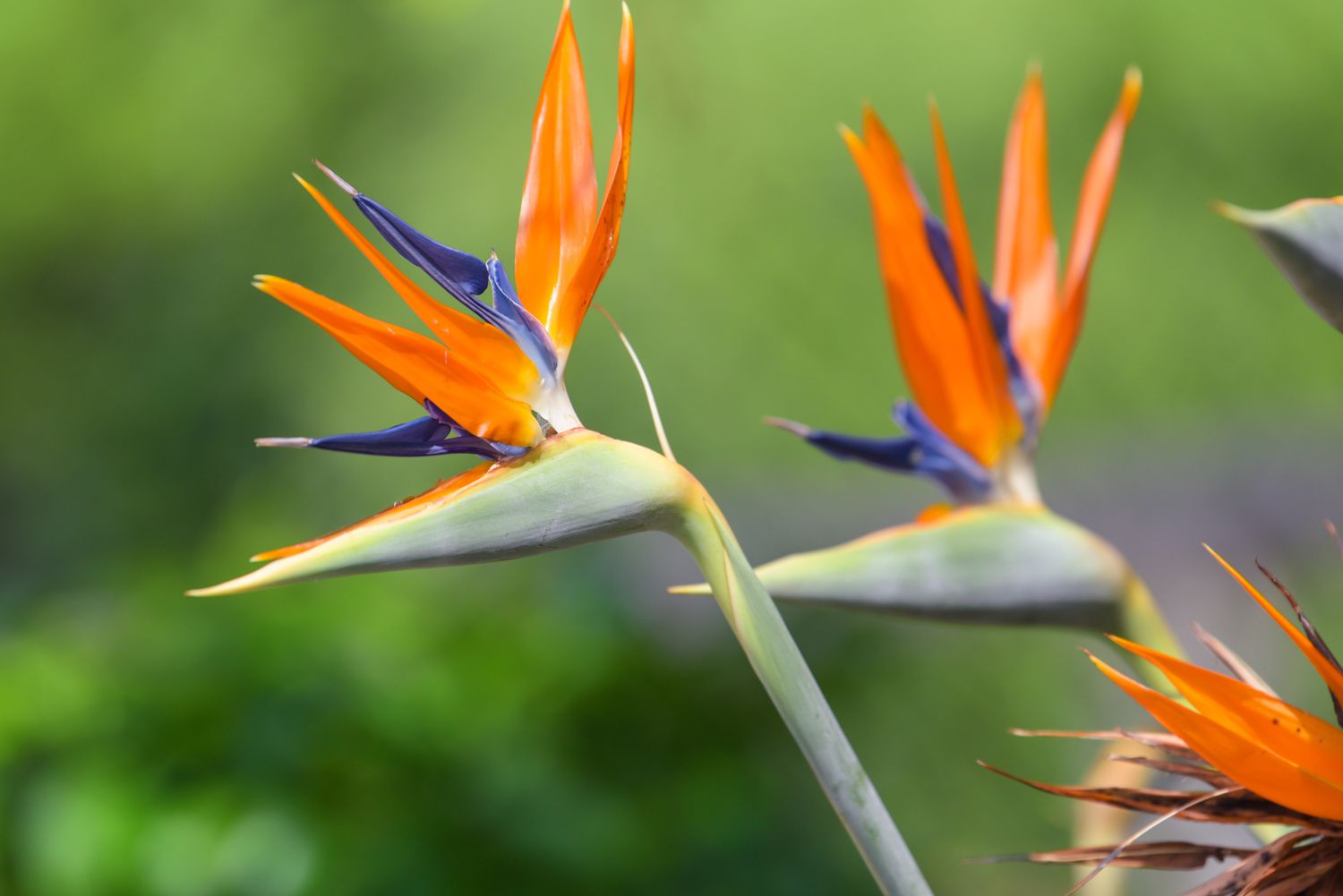 10 Tough Flowers for California