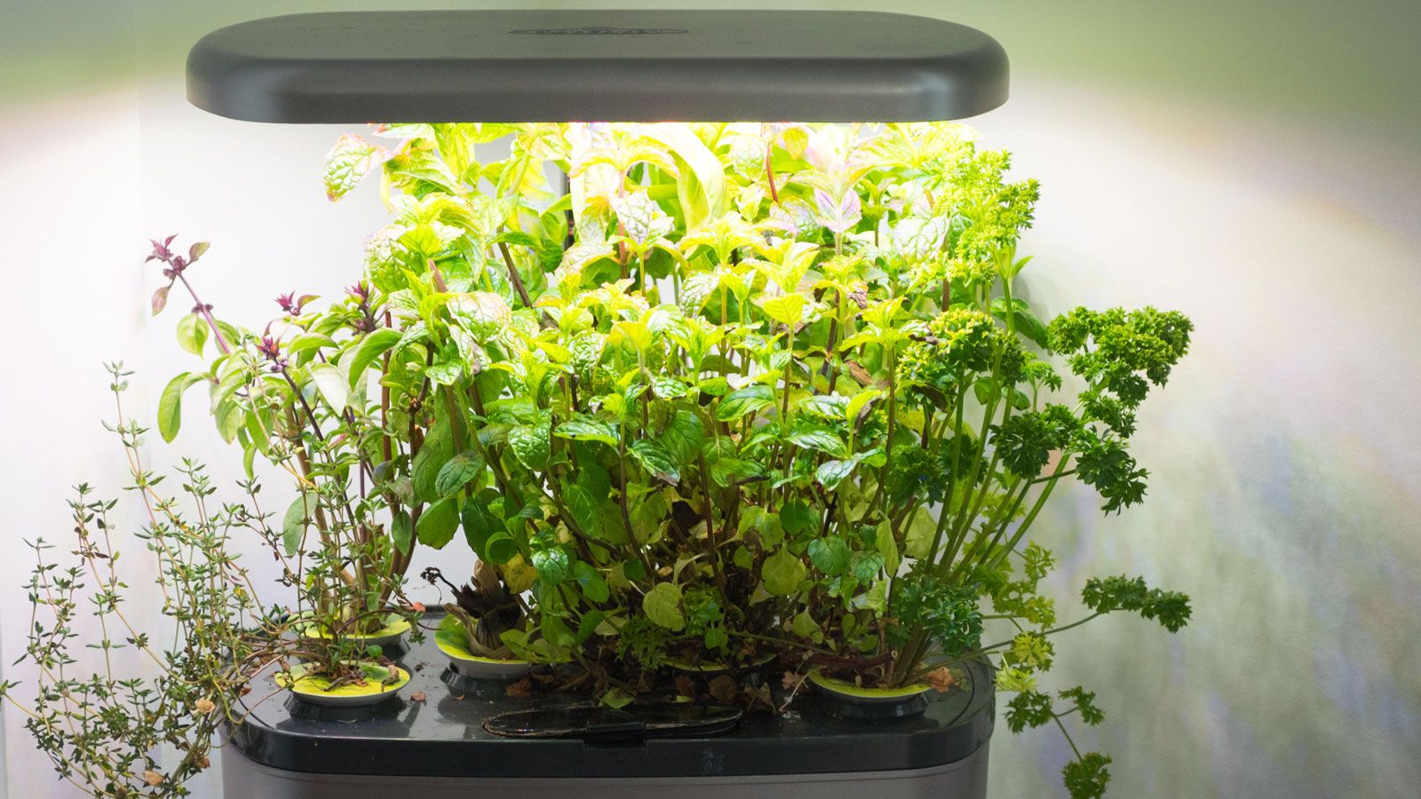 5 ways to start hydroponic gardening