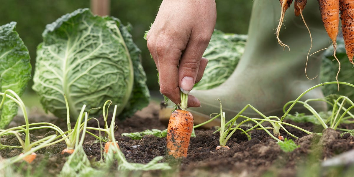 10 Fall Vegetables You Can Plant Now—But Do It ASAP