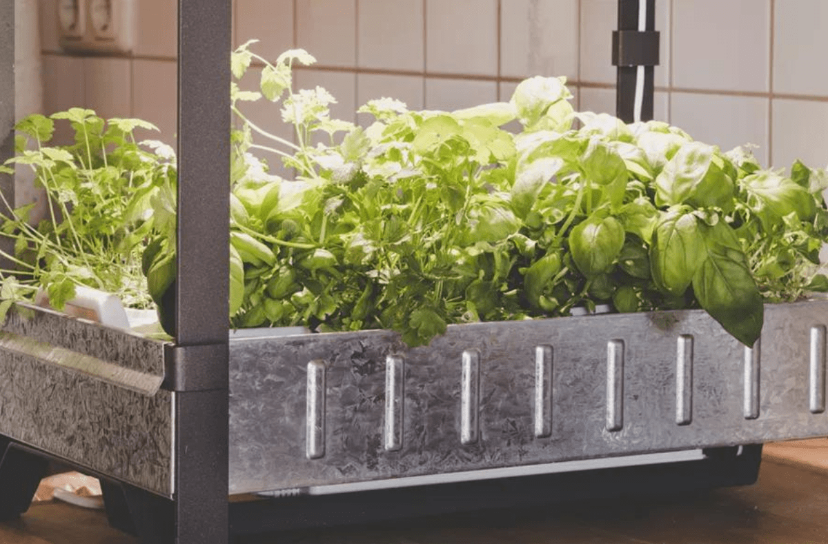 Grant available for hydroponic gardens in ND classrooms