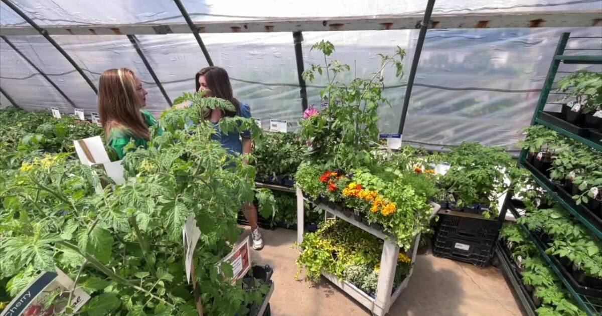 Tips on planting a vegetable garden for beginners