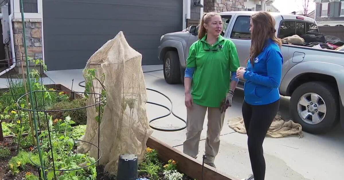 Tips to plant your first vegetable garden