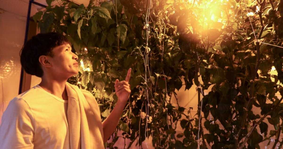 How a hydroponic garden at Angoon’s high school is cultivating food sovereignty