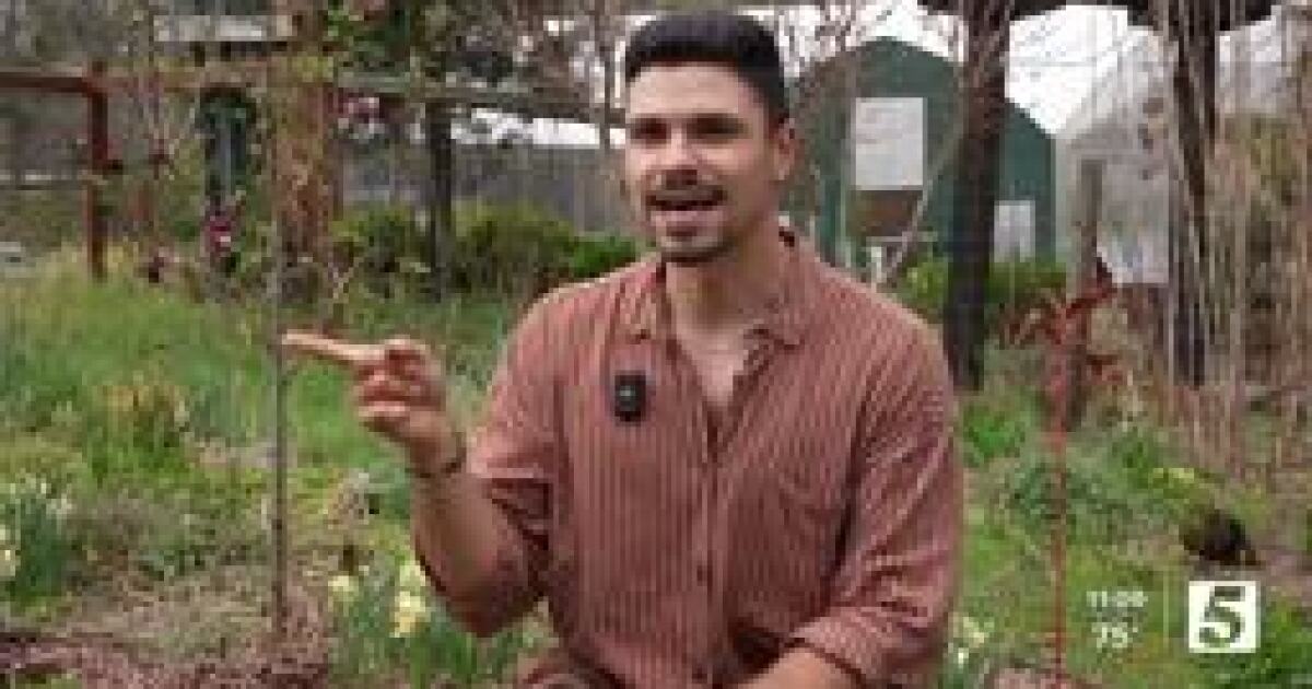 TikTok sensation Brian Brigantti gives us gardening tips for beginners