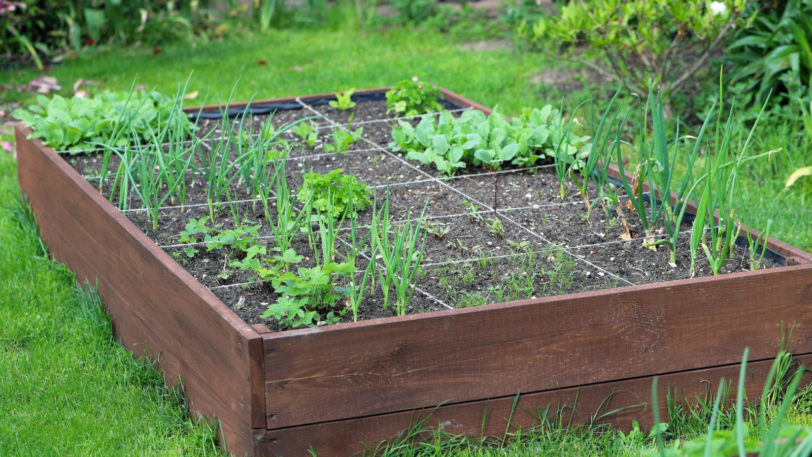 Vegetables to grow using the square foot gardening method