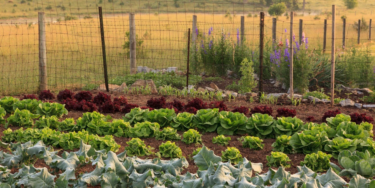 20 Best Vegetable Garden Layout Ideas for Your Yard