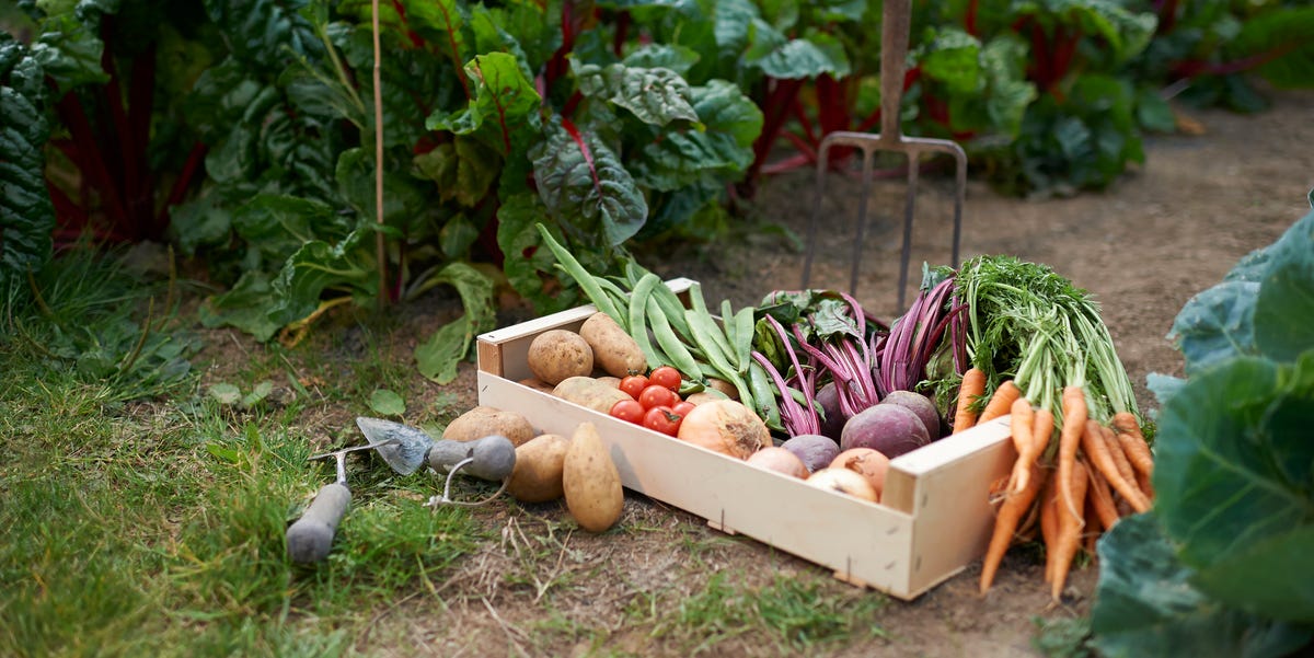 5 Vegetables To Plant In August For Autumn Harvest