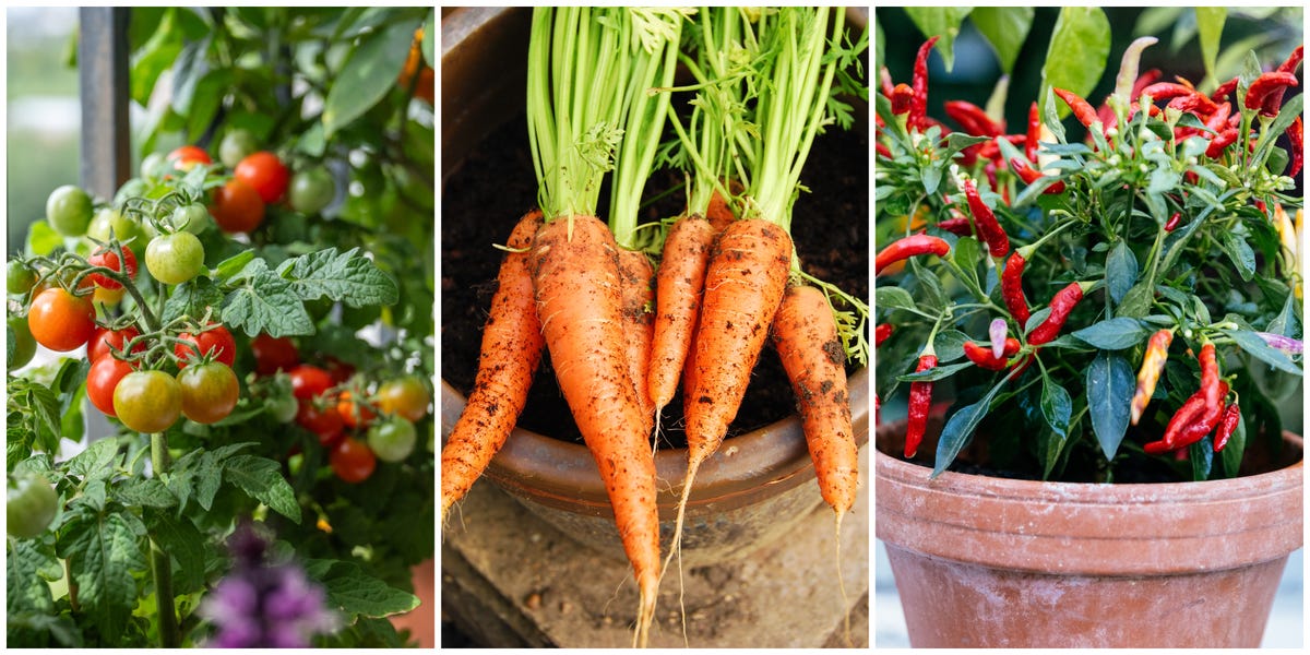 The 10 Best Vegetables to Grow in Pots in 2025
