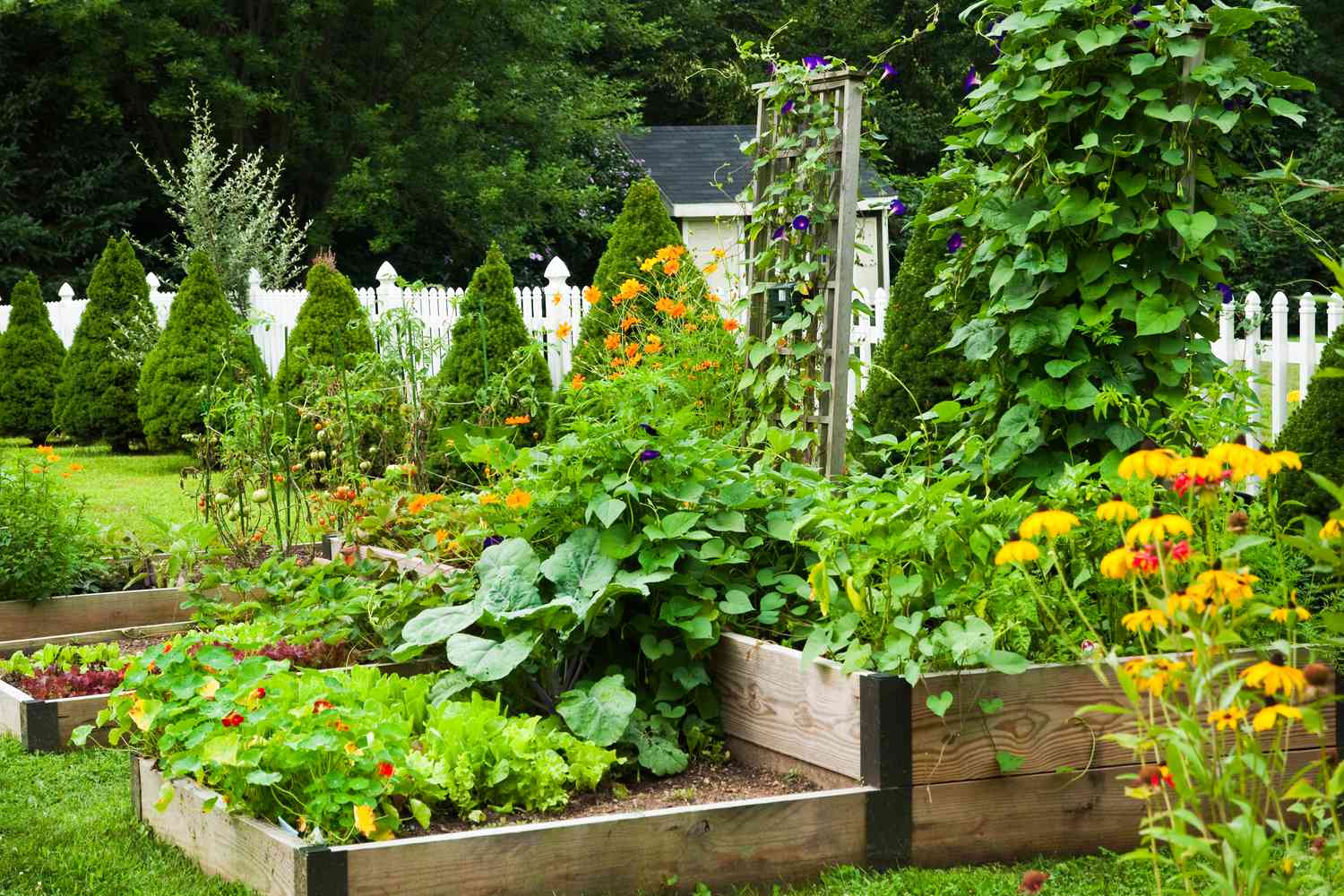 15 Vegetables That Grow in Shade
