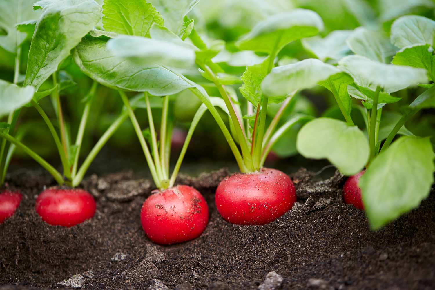 10 Fast-Growing Vegetables for a Harvest in No Time