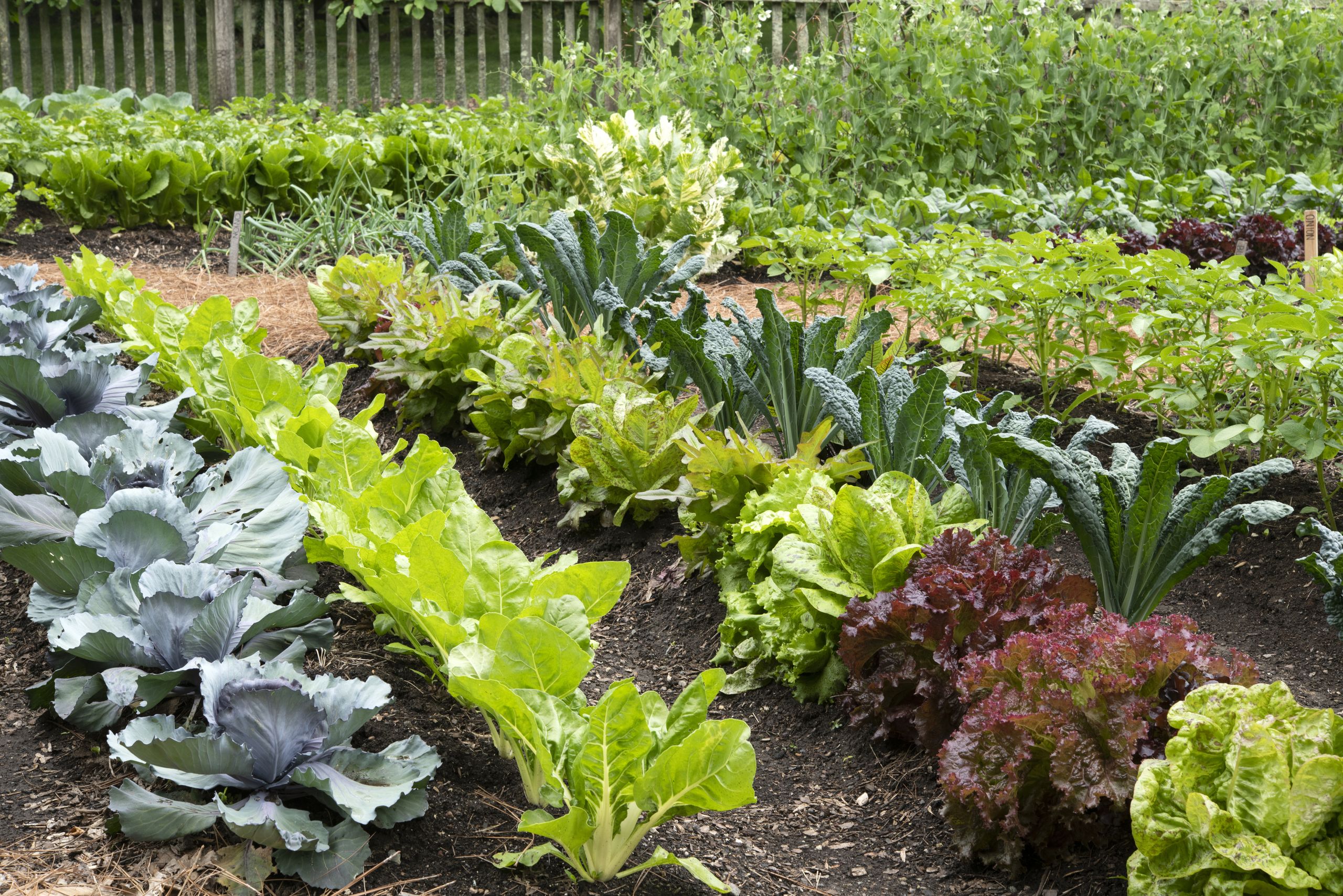 5 mistakes beginners often make with vegetable gardens, and how to fix them