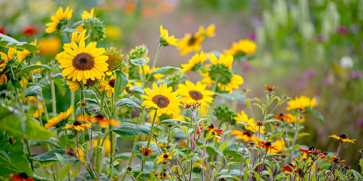 What To Plant In August — Plus All The Essential Garden Jobs For This Month