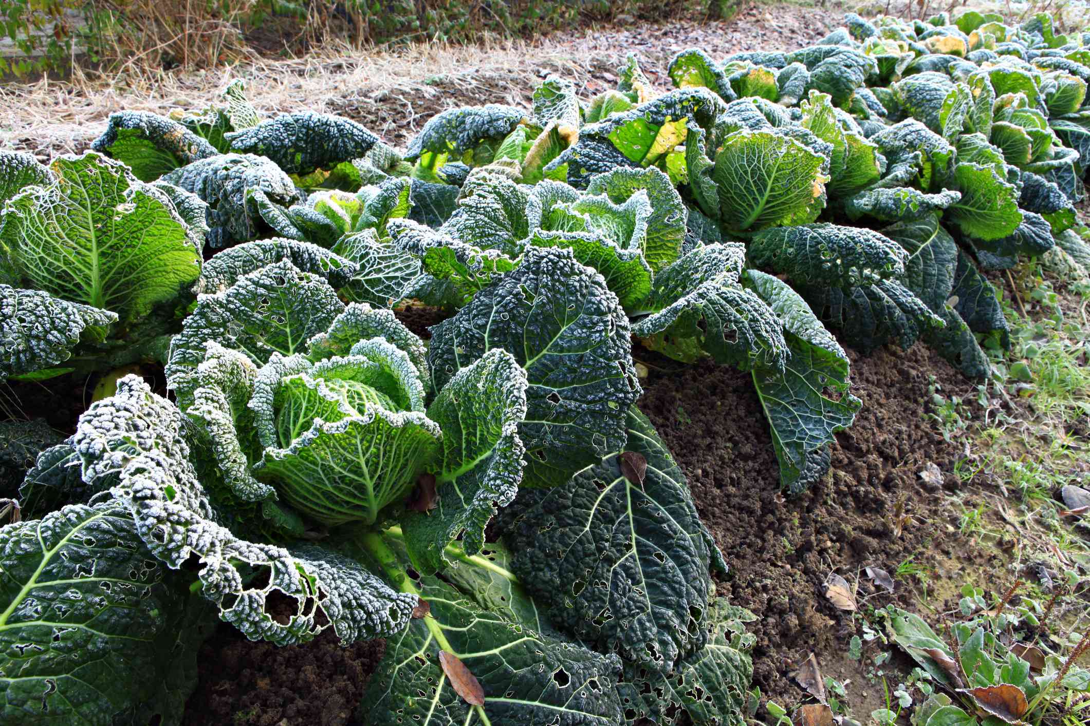 10 Vegetables You Should Plant in October for More Crops Through Winter and Spring