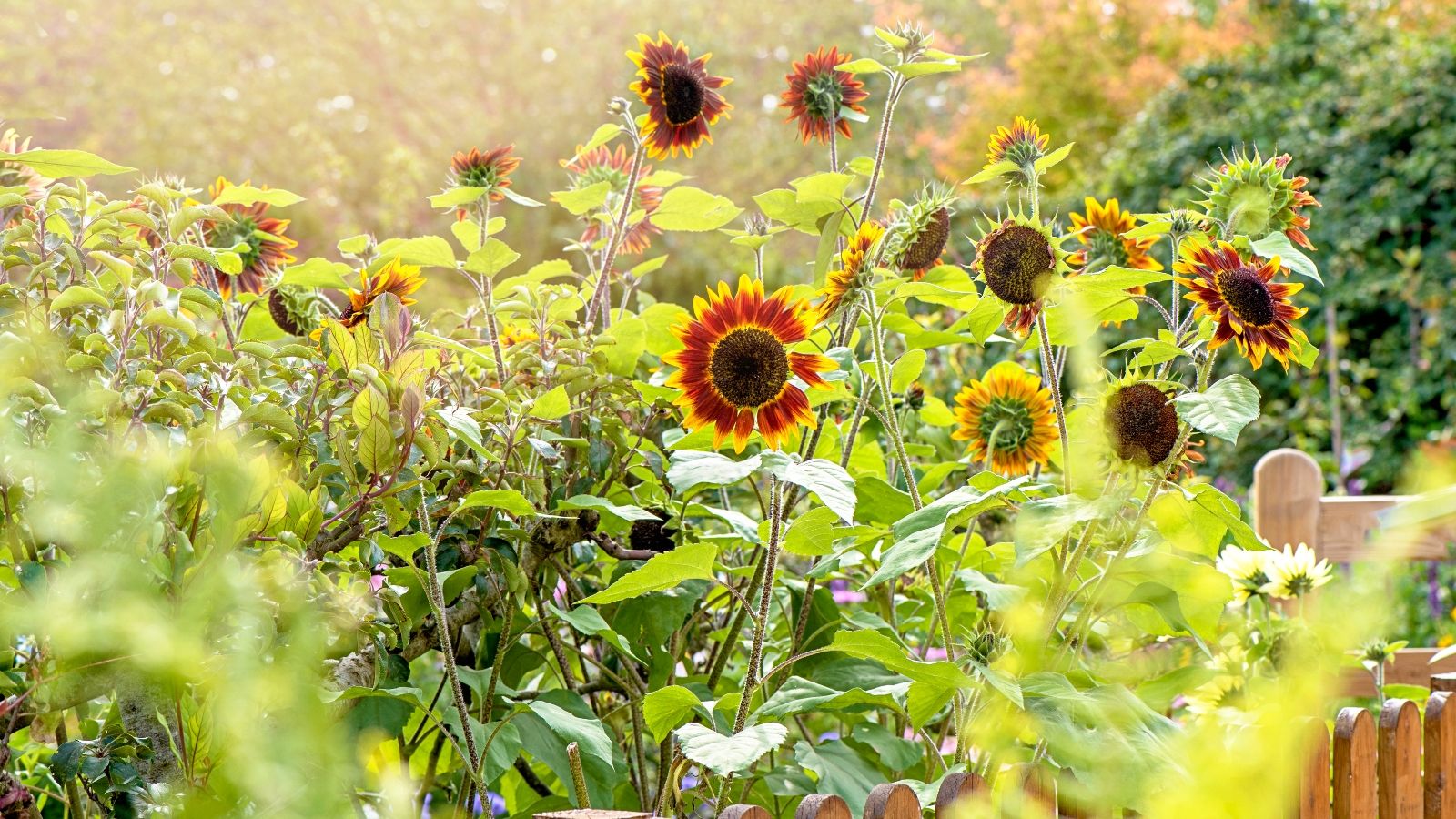 Best dwarf sunflowers: 5 varieties for pots and small spaces