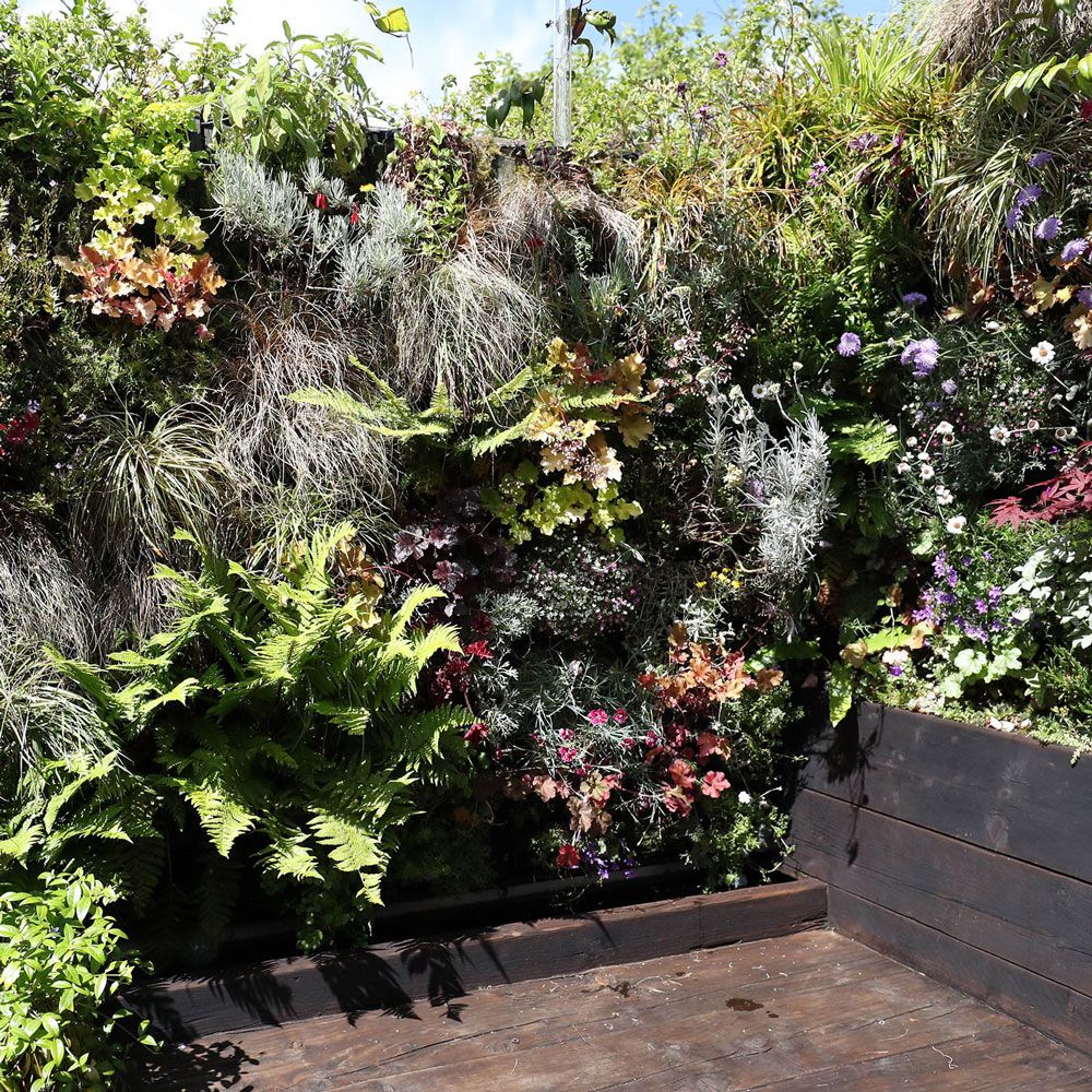 B&Q Gardener of the Year transformed small yard into a vertical paradise