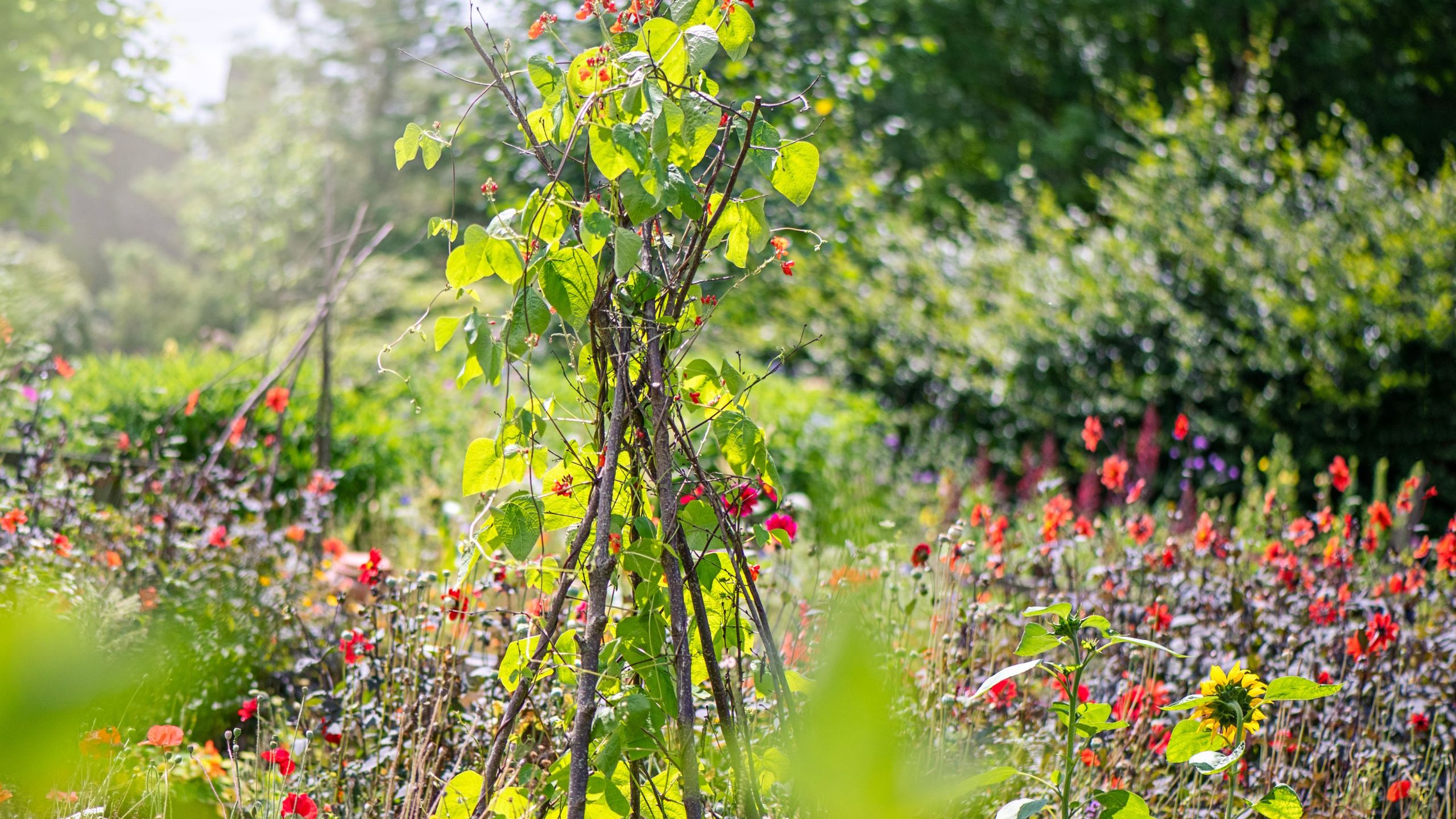 How to make a wigwam plant support for vertical planting