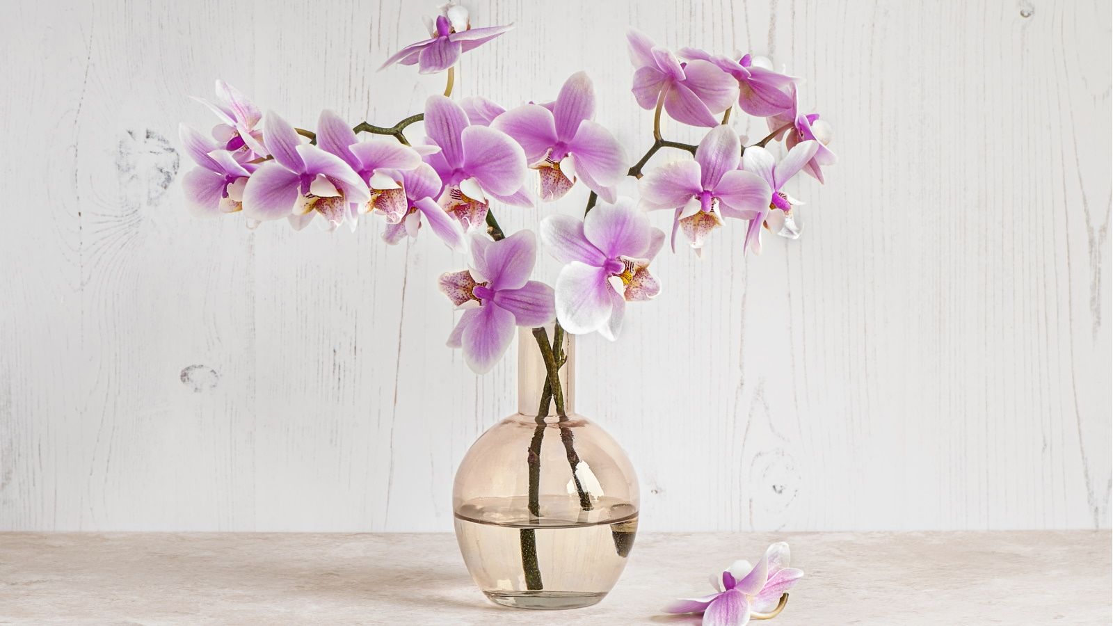 Can you grow orchids in water? How to grow hydroponic blooms