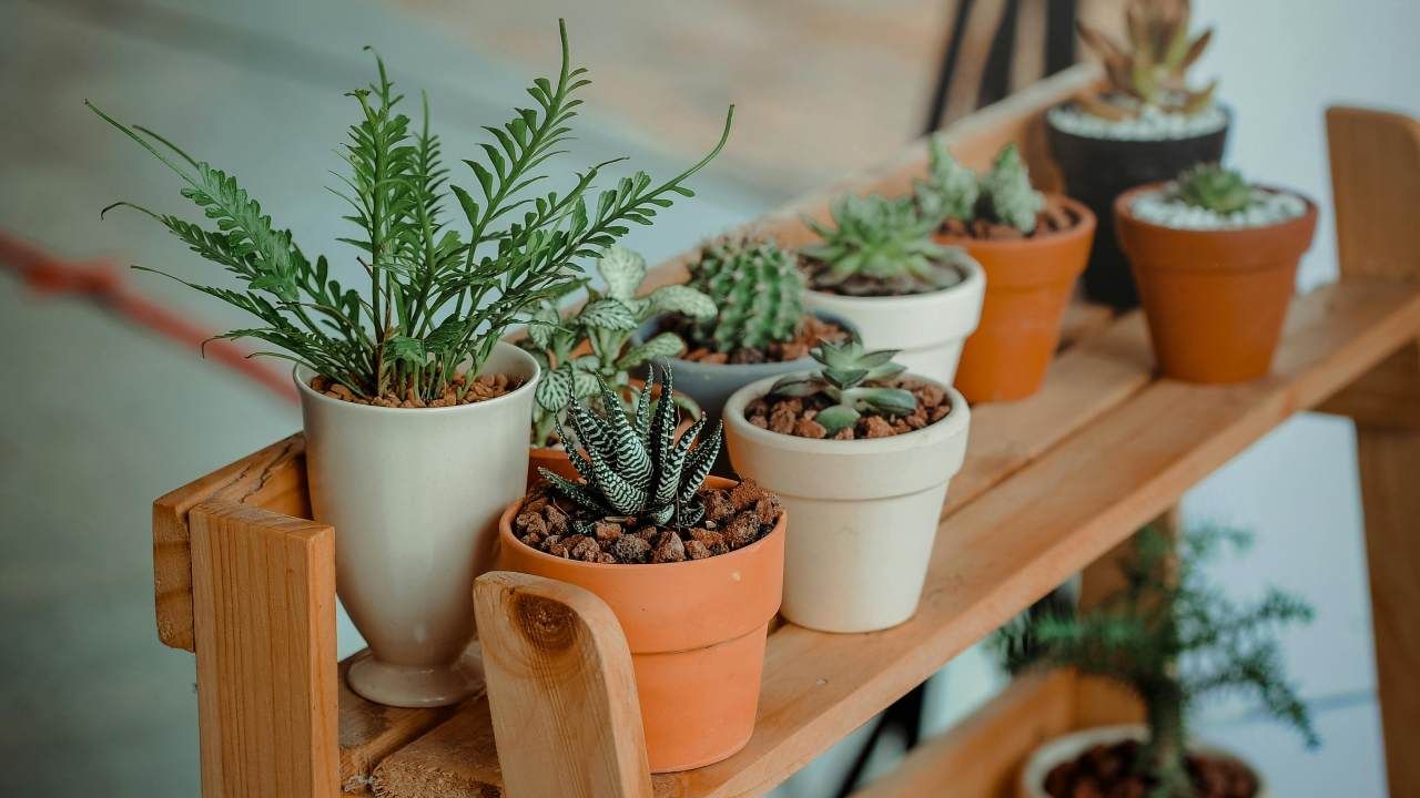 3 smart indoor growing systems to turn your home into a greenhouse