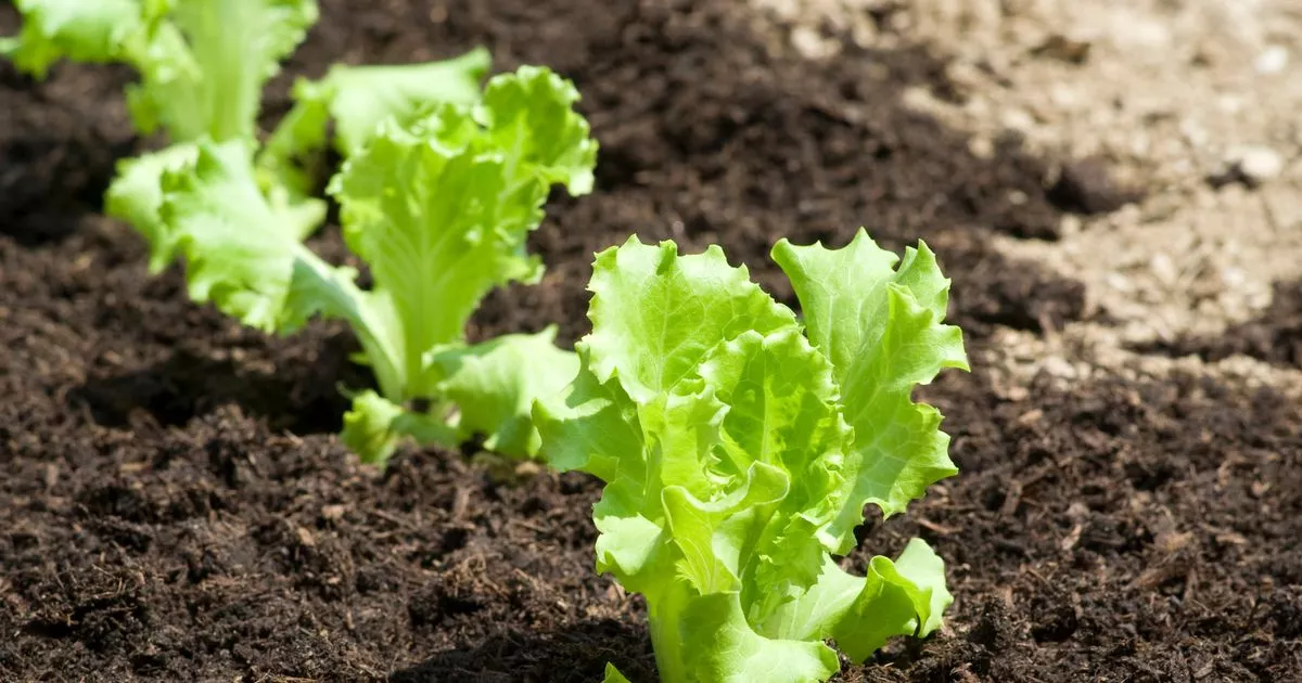 Garden expert names vegetables you should plant now for huge winter crop