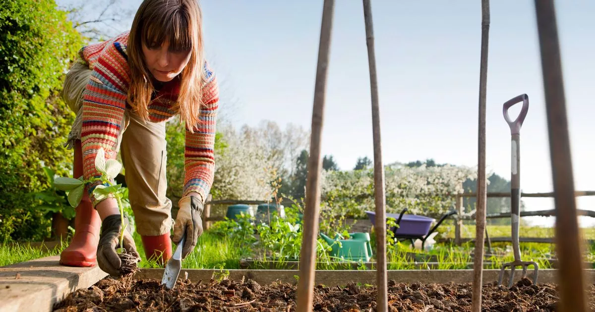 ‘Easiest’ vegetables to grow in your garden can be planted in May