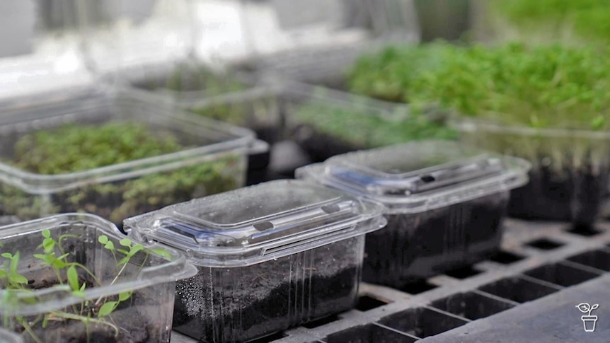 DIY Greenhouses – Gardening Australia