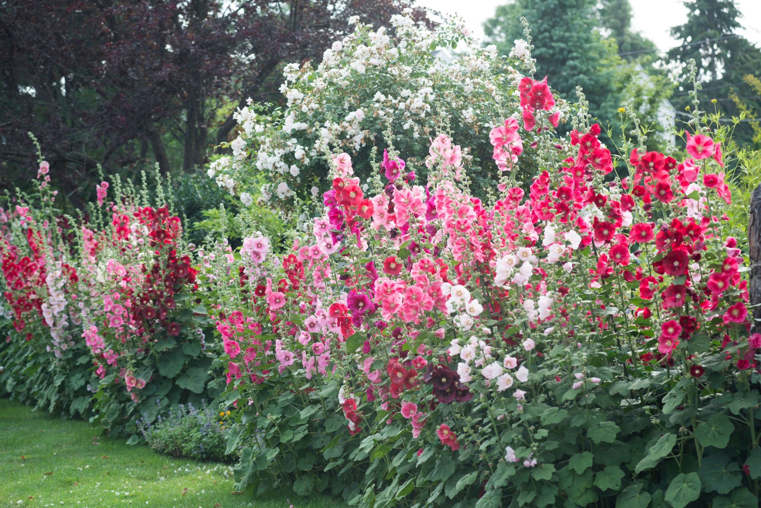 19 Vertical Plants for Small Gardens and Narrow Spaces