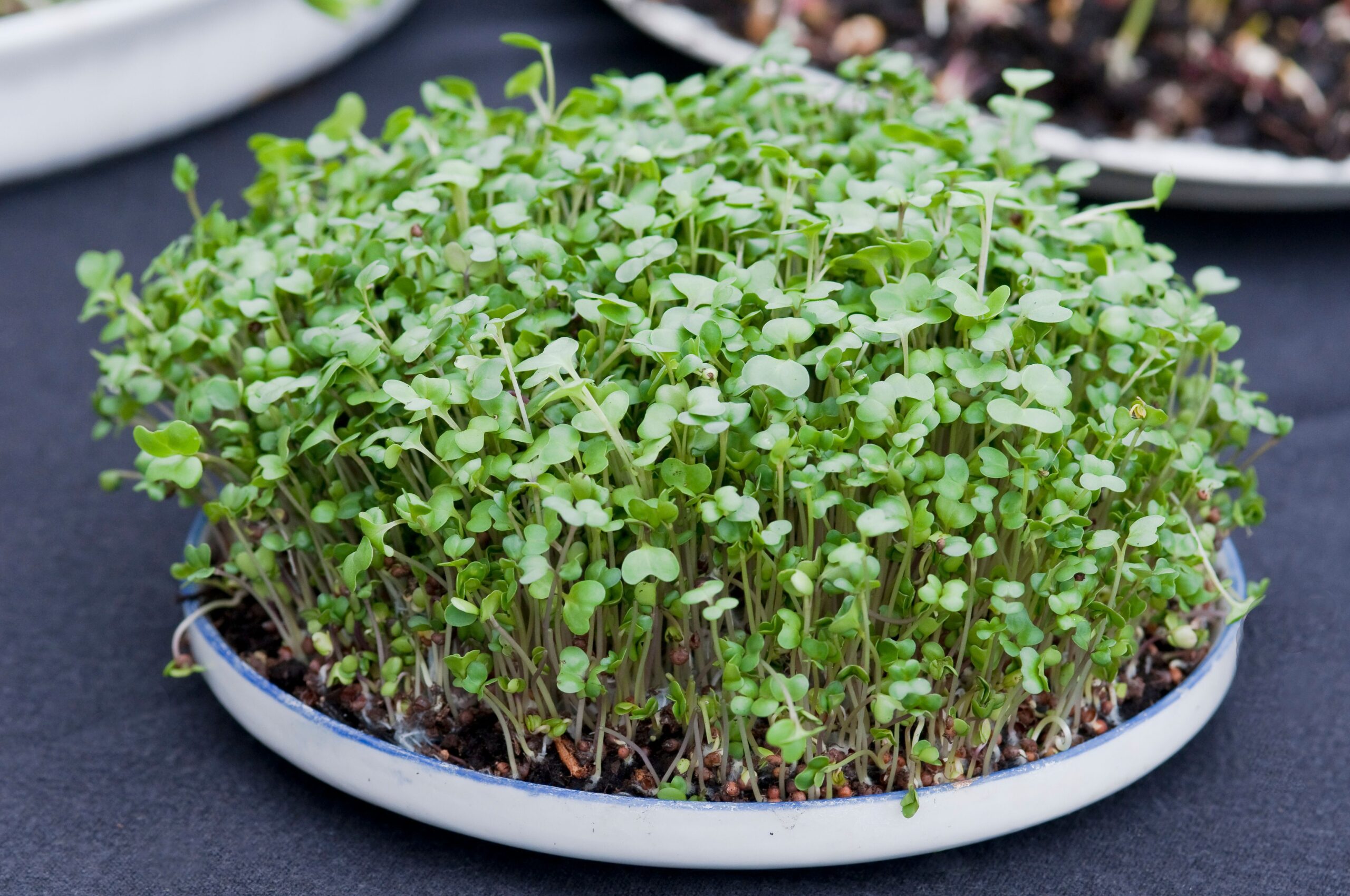 14 Tasty, Nutritious Microgreens to Grow Indoors