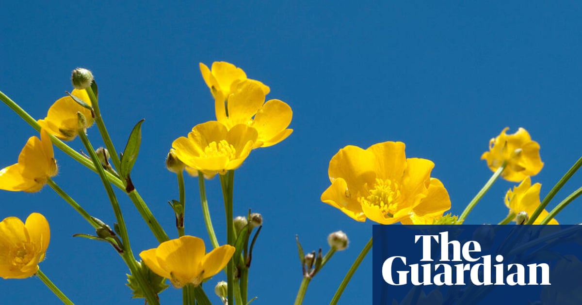 Not all weeds are bad news – but these interlopers have no place in my garden’s veg patch | Gardening advice