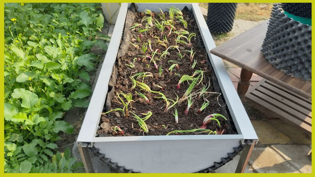 Karnal Youth Makes Pots From Plastic Waste To Grow Flowers And Vegetables