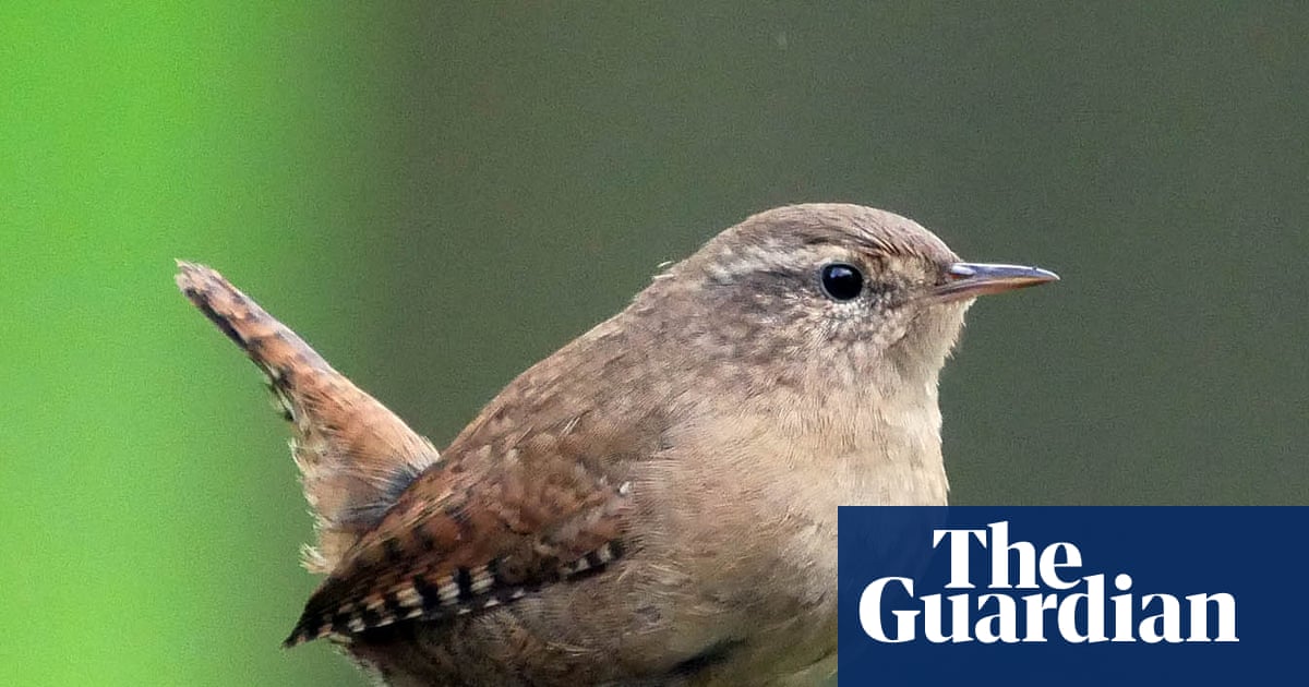 Country diary: There’s a new tenant in my rickety old greenhouse | Birds