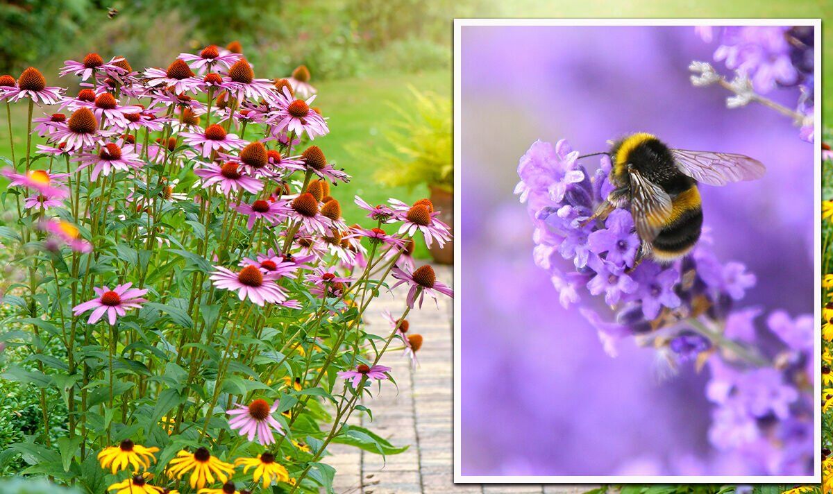 Bee garden ideas: 5 best plants to grow to encourage wildlife ‘low maintenance’