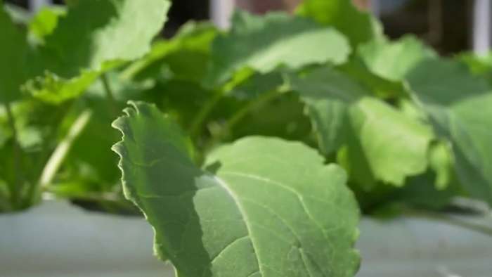 Acres Homes revives it’s farming legacy with hydroponics