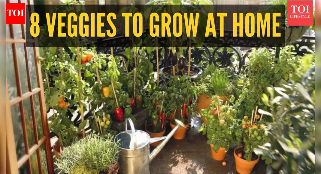 Cherry tomatoes to radish: 8 best vegetables to grow in apartment balcony or windowsill |