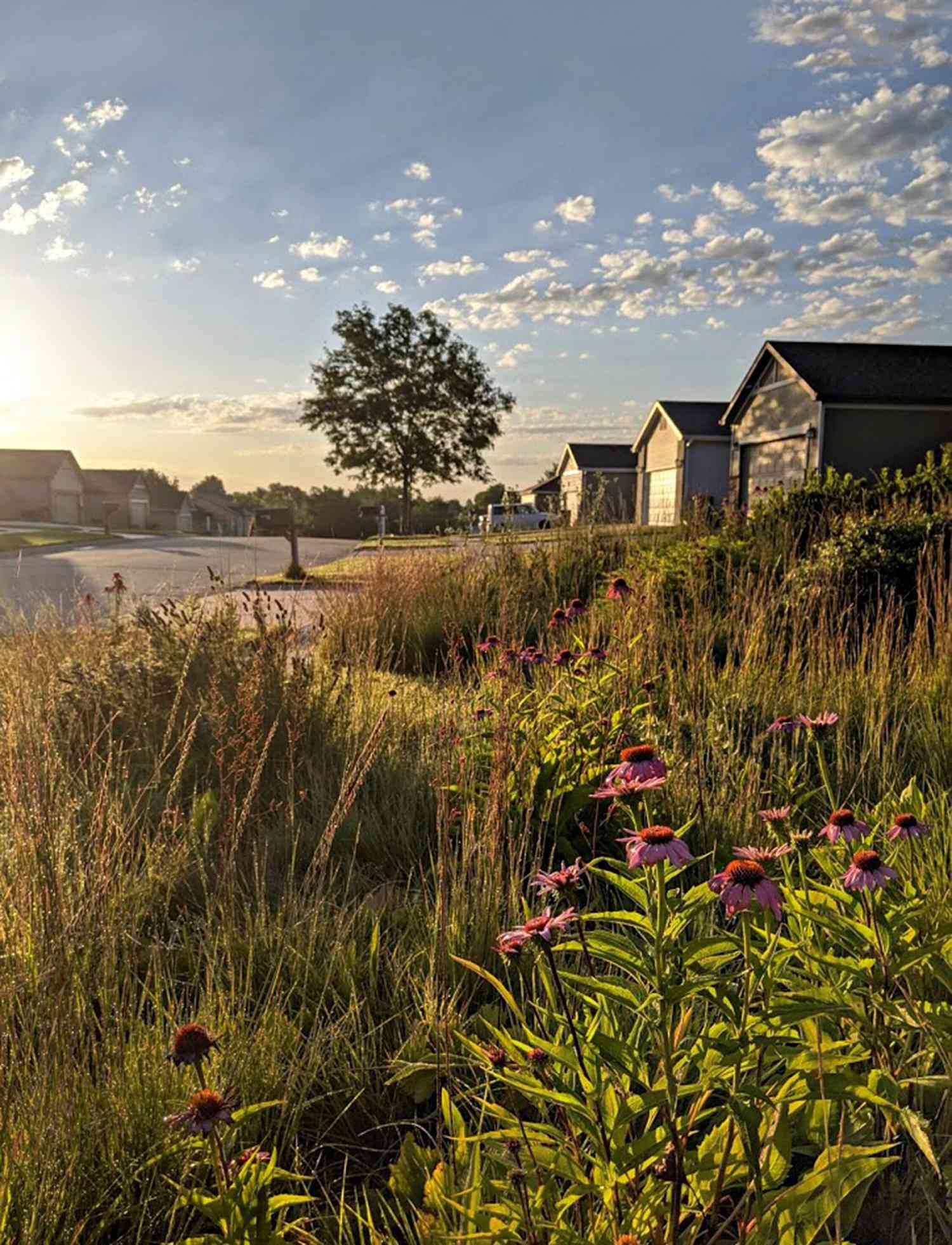 Why You Should Consider A Prairie-Style Yard—And How to Start One