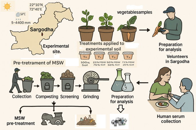 Assessing zinc (Zn) accumulation and human health risks in vegetables grown in municipal solid waste-amended soil