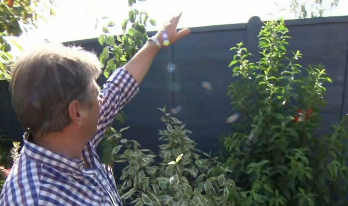 Alan Titchmarsh shares versatile triangle trick that ‘works beautifully’ in any garden